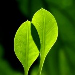 Tea-for-health
